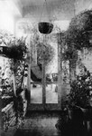 The Brophy house plant room.