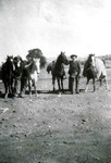 Two cowboys with four horses. The cowboys are Lee Parker and Jess Bland. At least one of the horses is carrying a pack. Also refer to 1981.73.28.